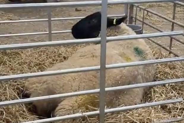 Вводная картинка