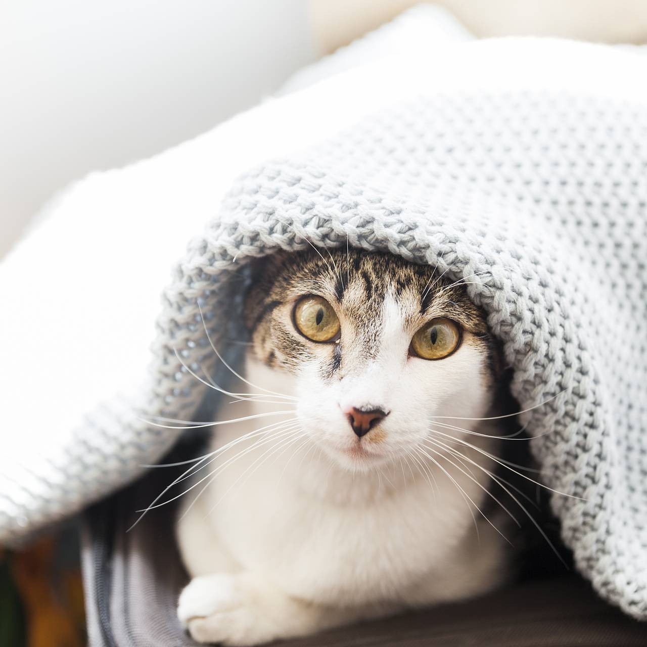 Россиянка случайно запустила кота стираться