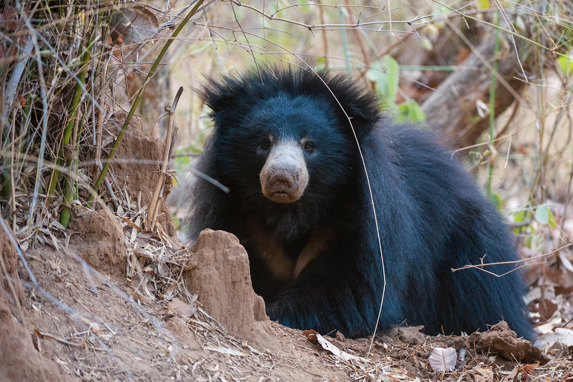 �������&nbsp; ����������� � �������� � ����� ��� ���������