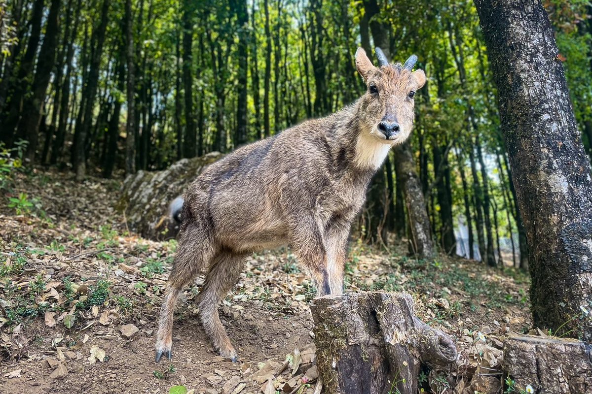 long tailed goral resting in nature