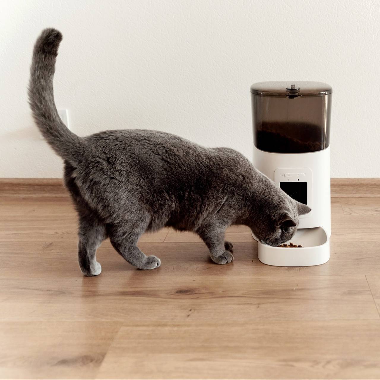 Хакеры взломали &laquo;умную&raquo; кормушку кота российского айтишника