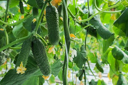 Удорожание огурцов объяснили повышенным спросом