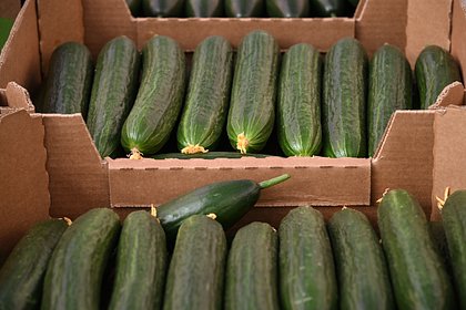 В России начали ограничивать продажу огурцов в одни руки