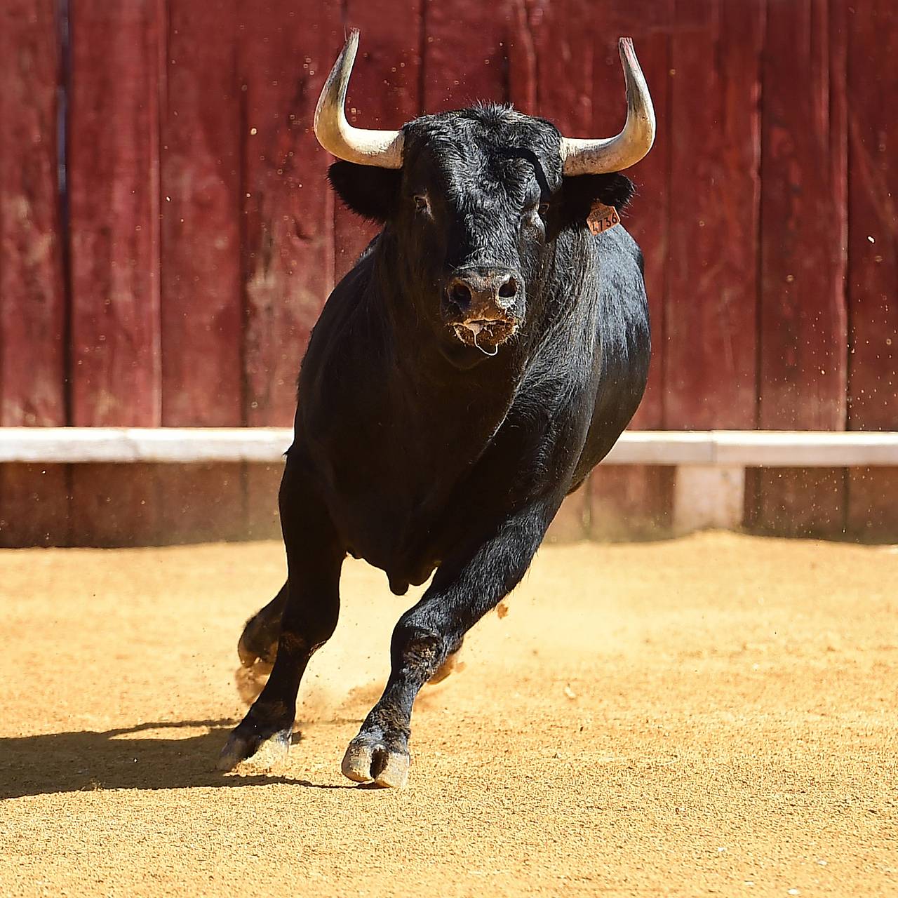 Бык пронзил рогом сердце мужчины во время карнавала