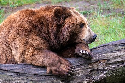 Мужчина расправился с набросившейся на его отца медведицей