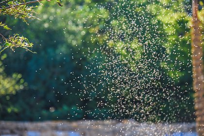 Рой мошек погубил 68-летнего мужчину