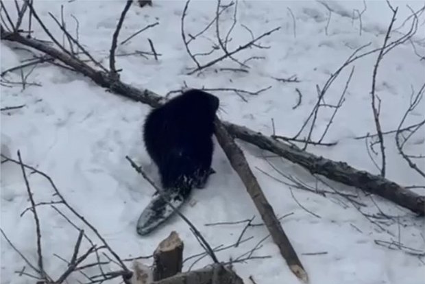 Вводная картинка