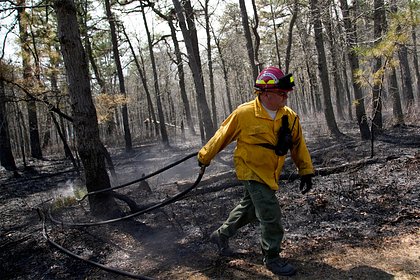 В США вспыхнули мощные лесные пожары