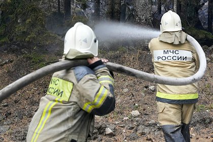 Подростки причинили ущерб лесу на 322 миллиона рублей в российском регионе