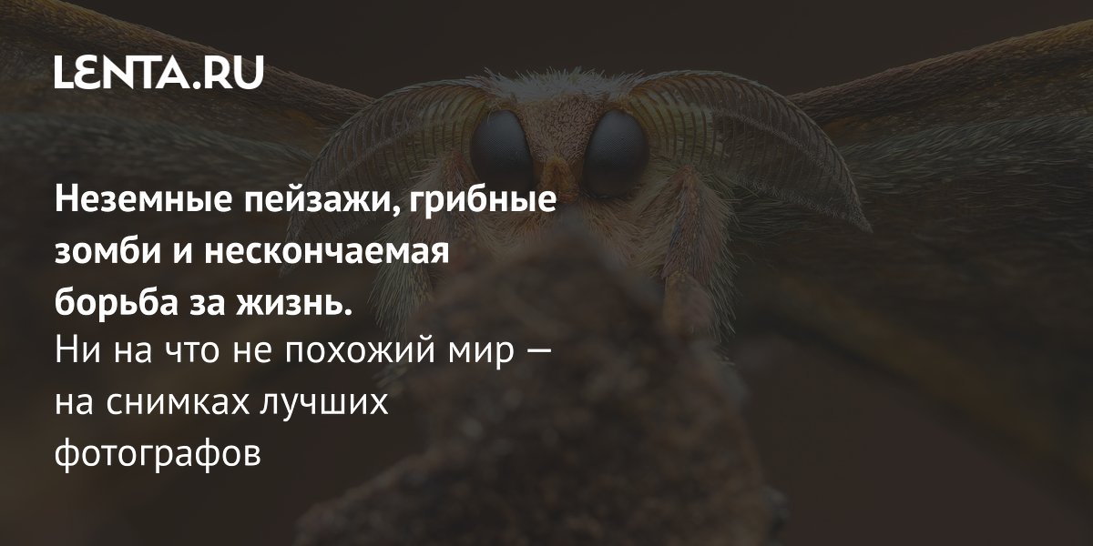 View - Неземные пейзажи, грибные зомби и нескончаемая борьба за жизнь. Ни на что не похожий мир — на снимках лучших фотографов: Пресса: Интернет и СМИ: Lenta.ru