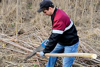 У дачников начнут отнимать участки за невырубленные деревья. От каких деревьев нужно избавиться, чтобы не нарваться на штраф?