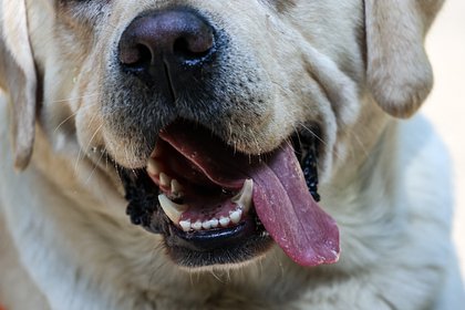 Женщине ампутировали все конечности после игры с собакой