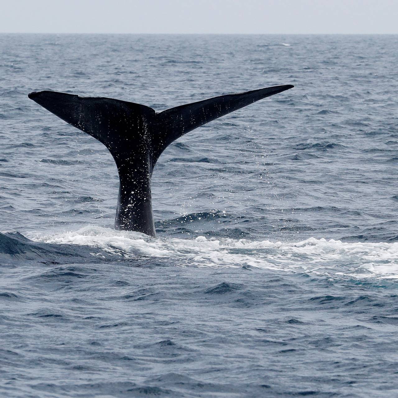 В Дании на берег выбросились кашалоты