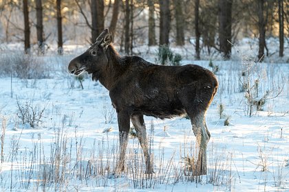 Нашествие лосей в Подмосковье объяснили
