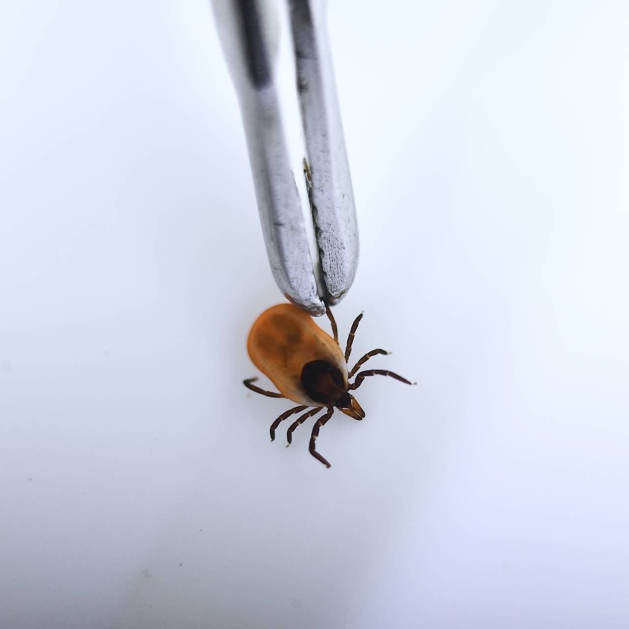 Атака клещей начнется в неожиданно ранний период