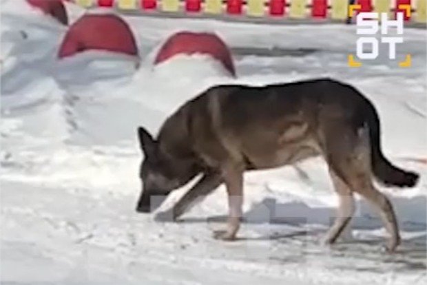 Вводная картинка