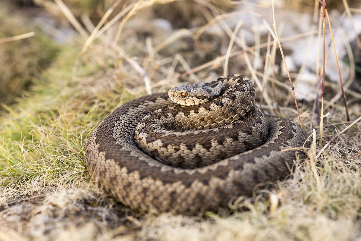 Vipera graeca
