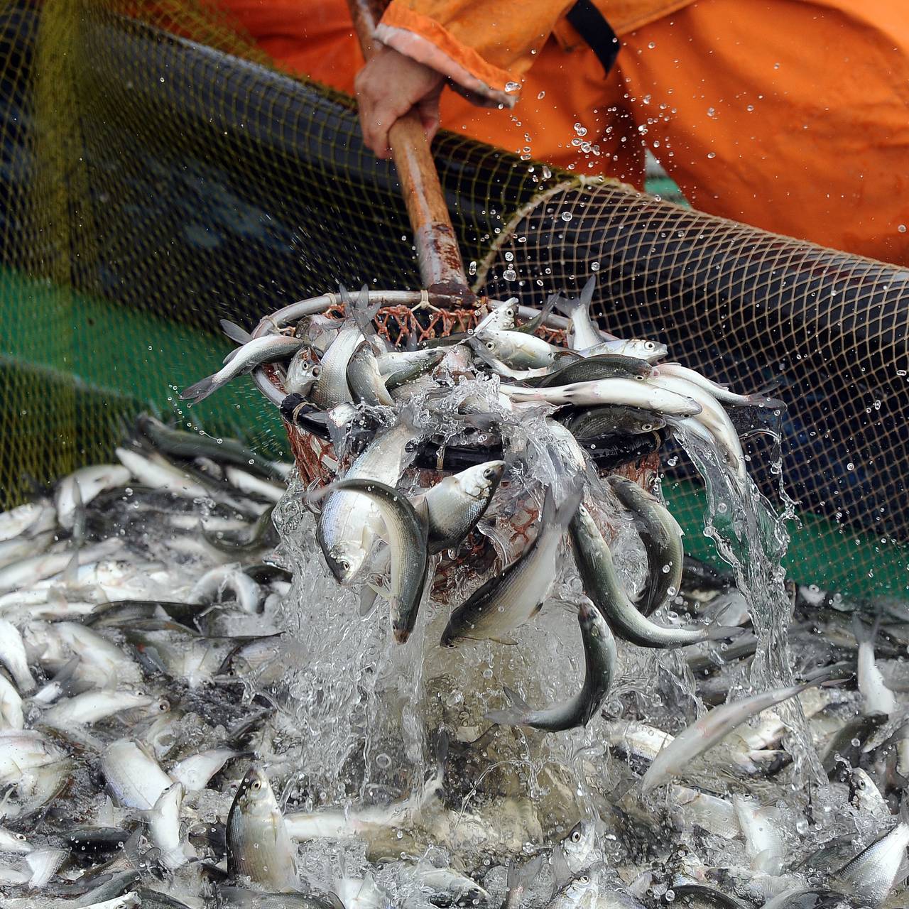 В России решили не запрещать использование ветхих судов для ловли рыбы