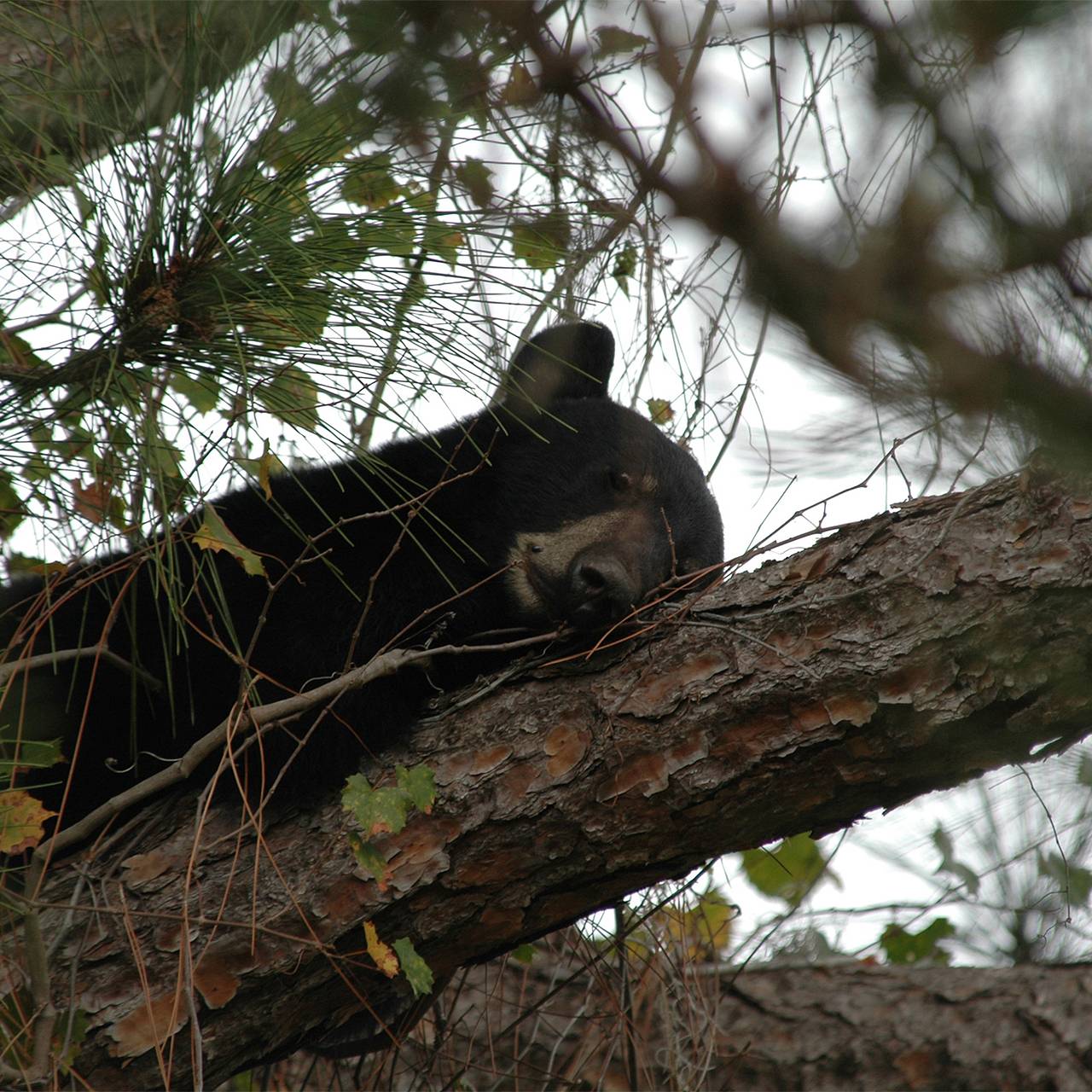 Мужчина описал нападение огромного медведя фразой &laquo;он хотел съесть меня как десерт&raquo;