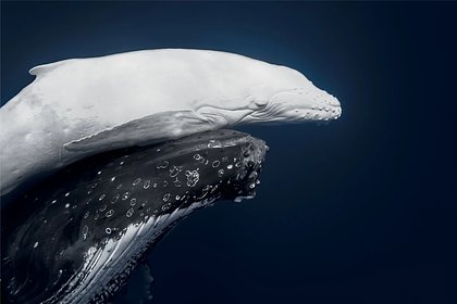 Опубликованы лучшие фотографии животных 2026 года