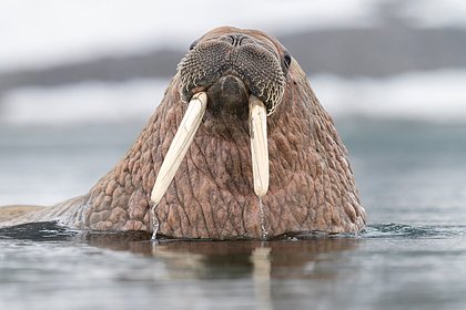 За возвращение знаменитого моржового пениса пообещали денежную награду