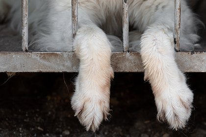 Стала известна судьба ставшей причиной увольнения курьера &laquo;Додо Пиццы&raquo; собаки Додобони