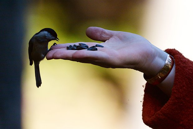 Вводная картинка