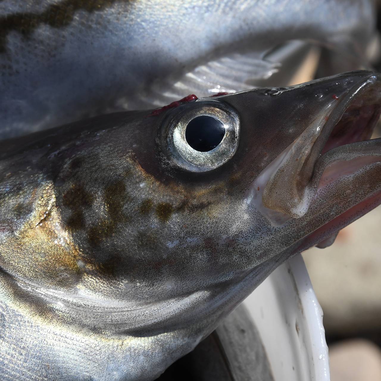 Союзник США не смог обойтись без российской рыбы