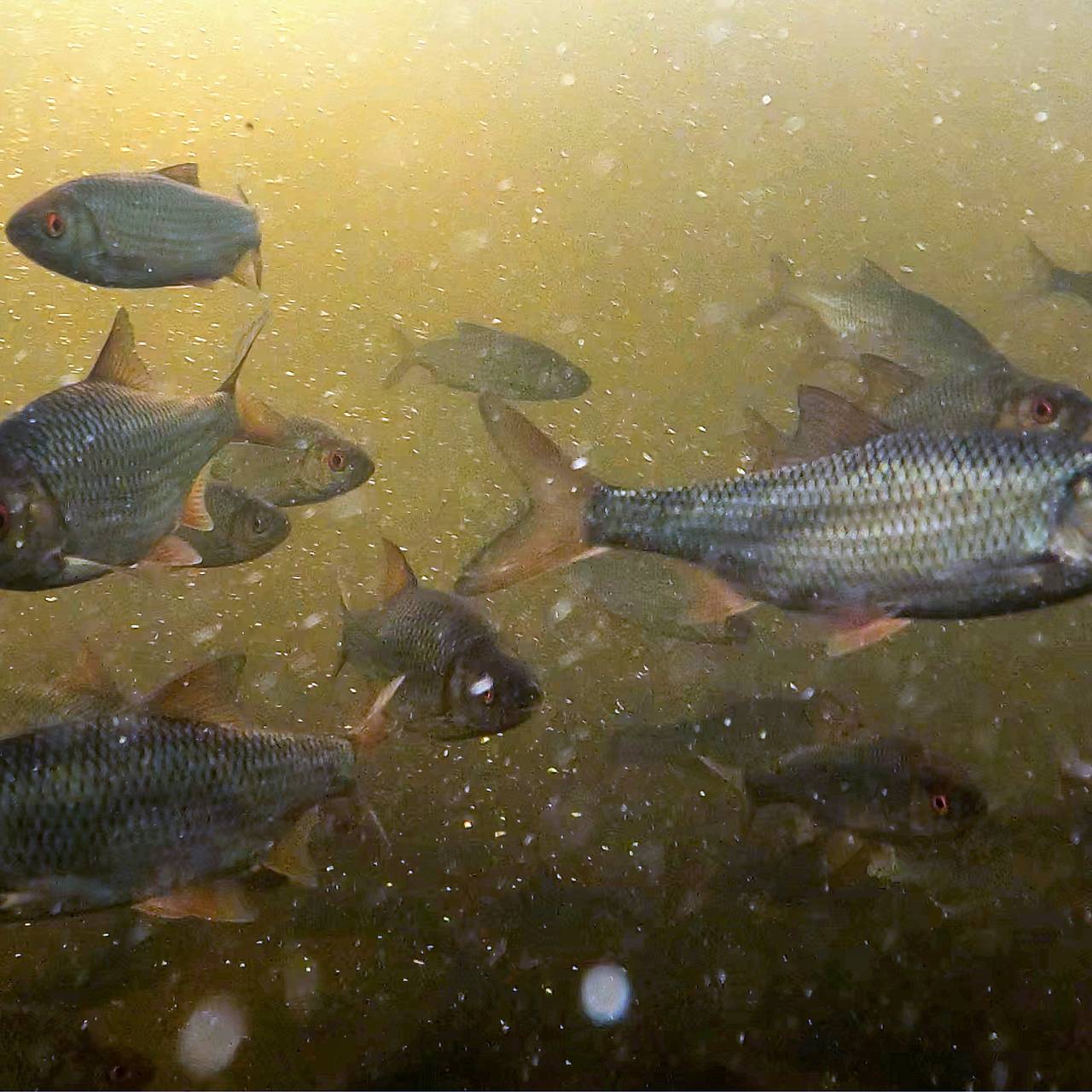 Ученые нашли необычное применение рыбам