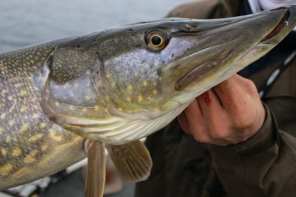 Владелец шоколадной фабрики вытащил из-под льда щуку рекордного веса