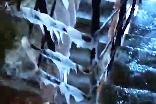 Вводная картинка