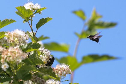 На Западе подчинили рой насекомых для разведки в интересах НАТО