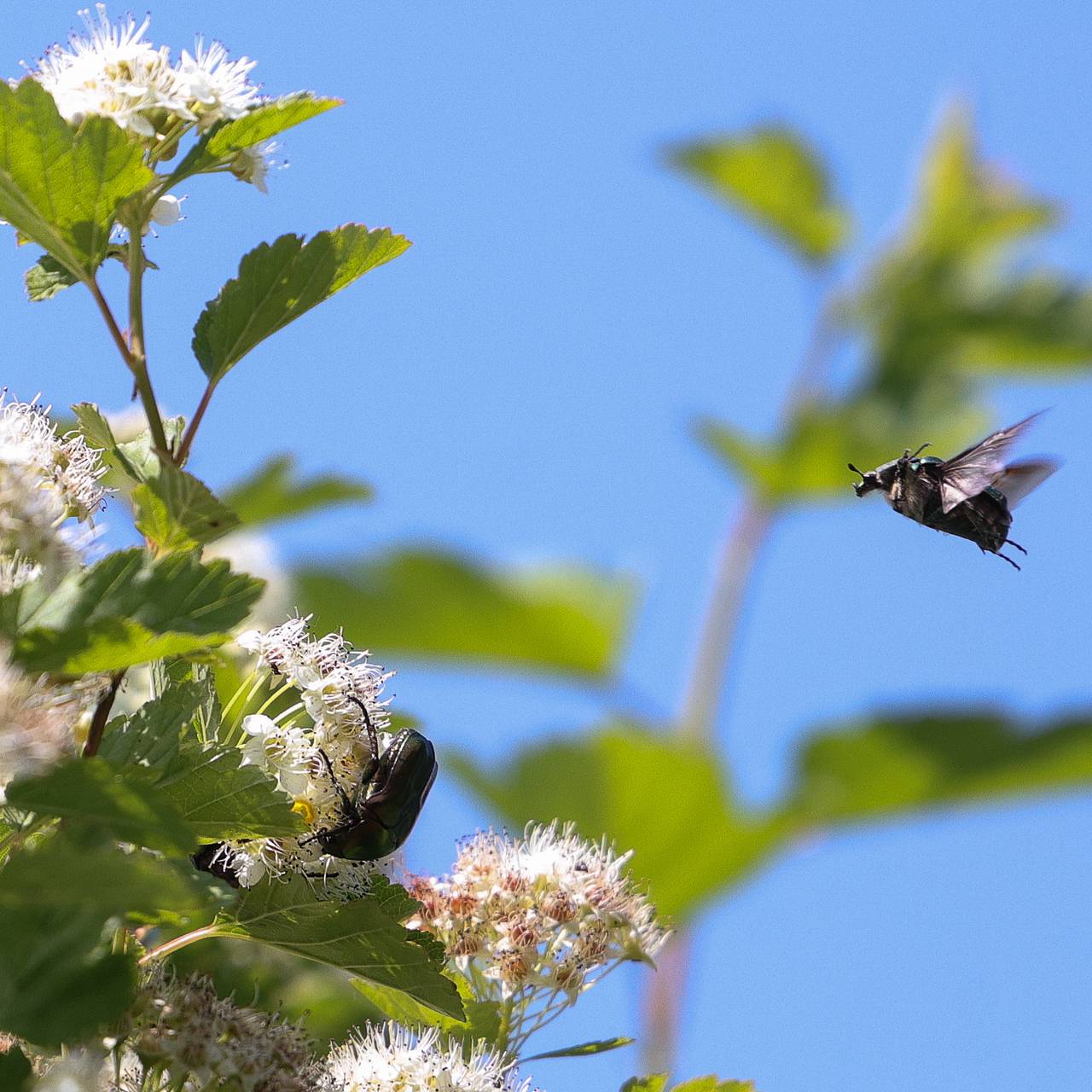 На Западе подчинили рой насекомых для разведки в интересах НАТО
