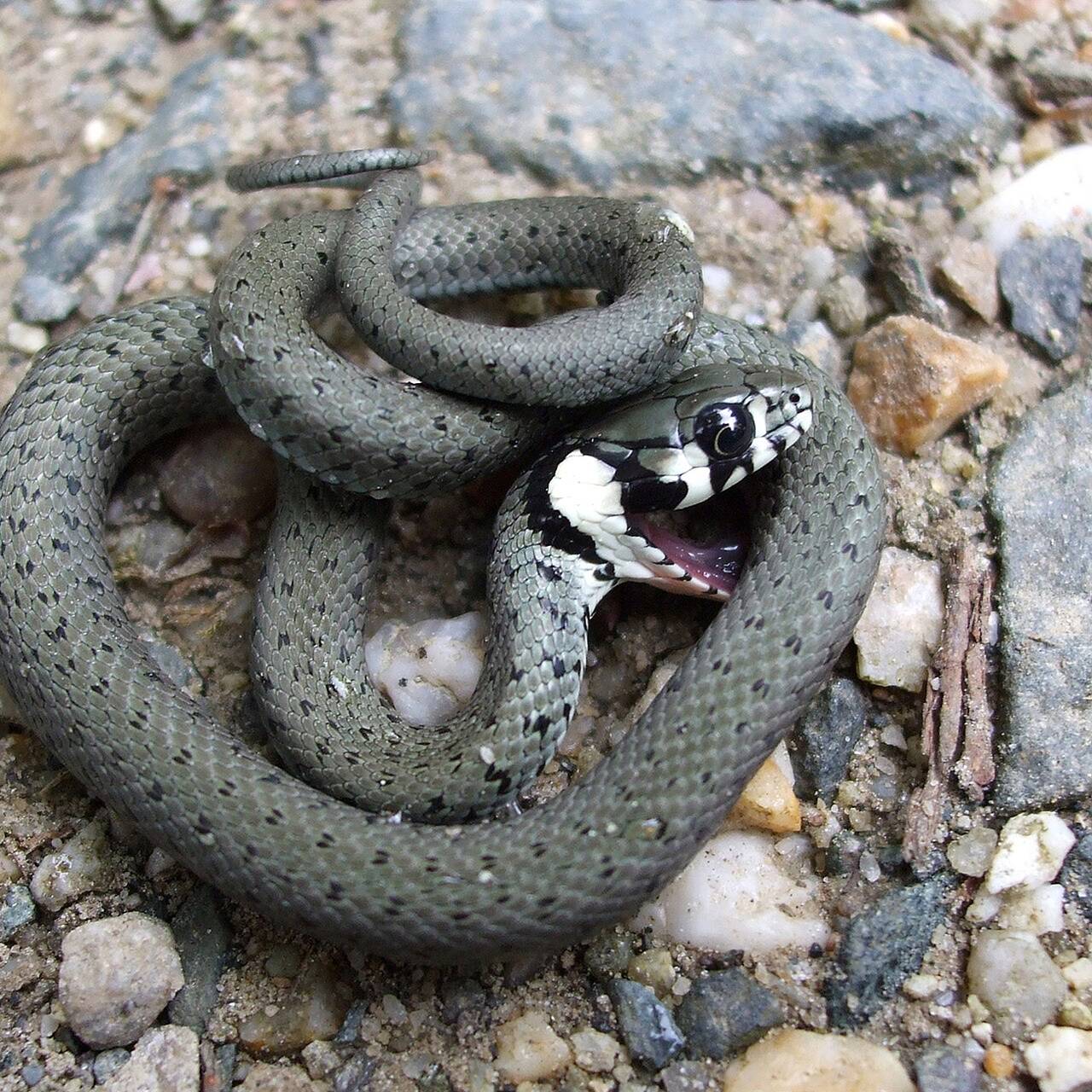 В Москве проснулись ужи