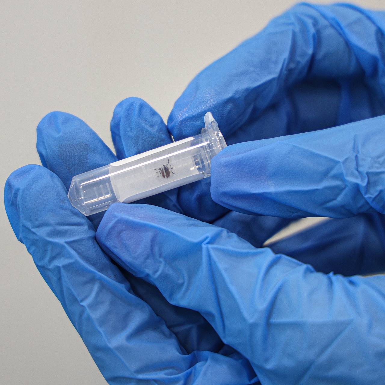 В России проснулись клещи