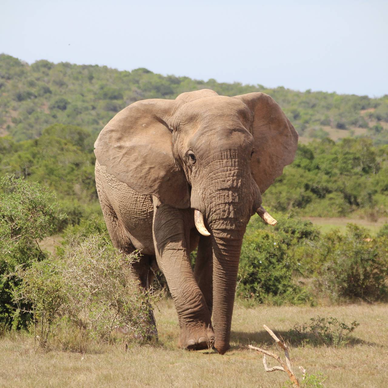 Слон затоптал девушку на глазах у ее родителей