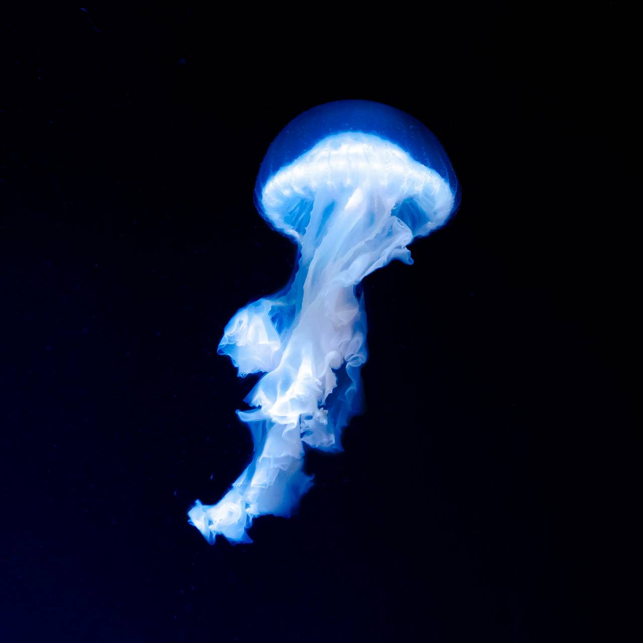 У берегов популярного среди россиян курорта появились опасные медузы