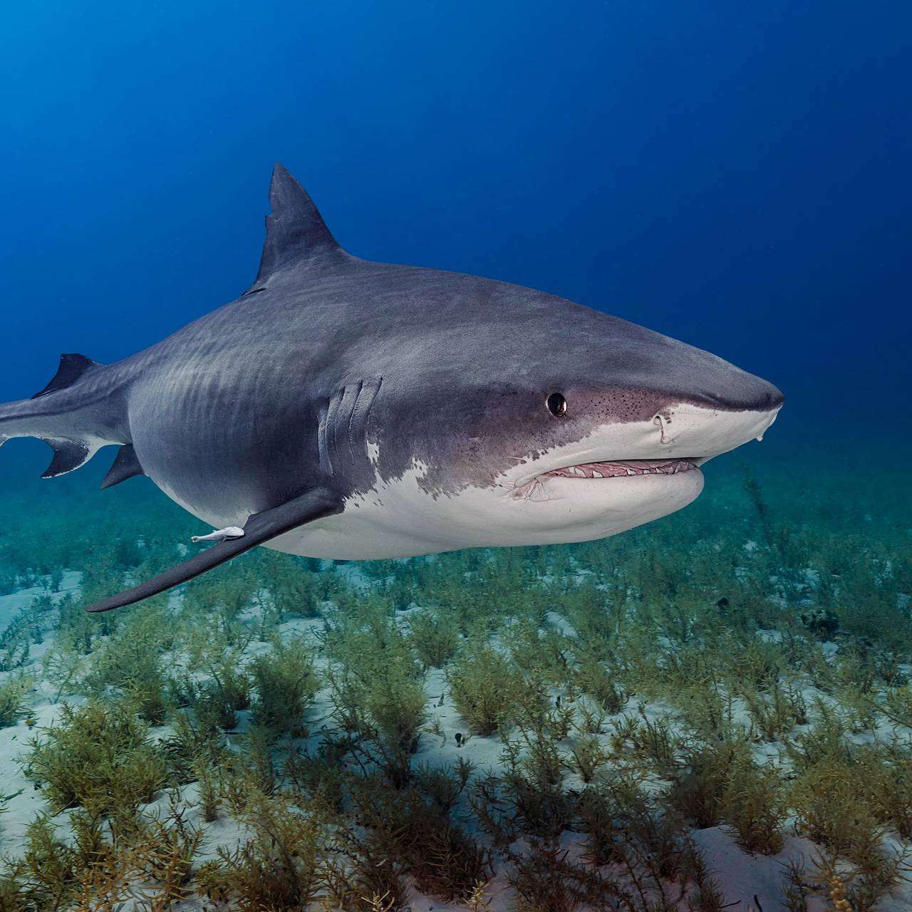 Акула покусала ныряльщика