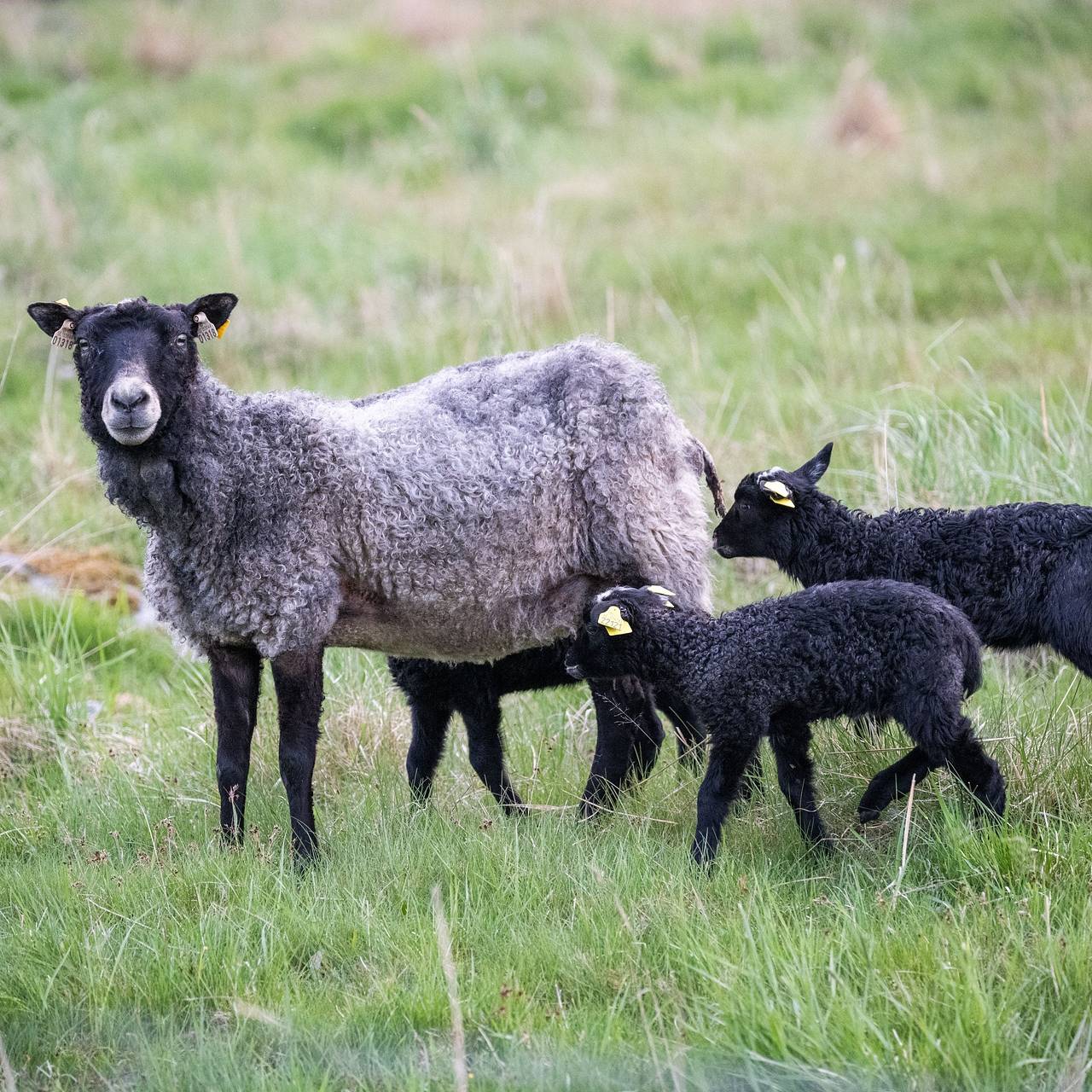Пенсионер построил ферму для выживания на случай третьей мировой войны