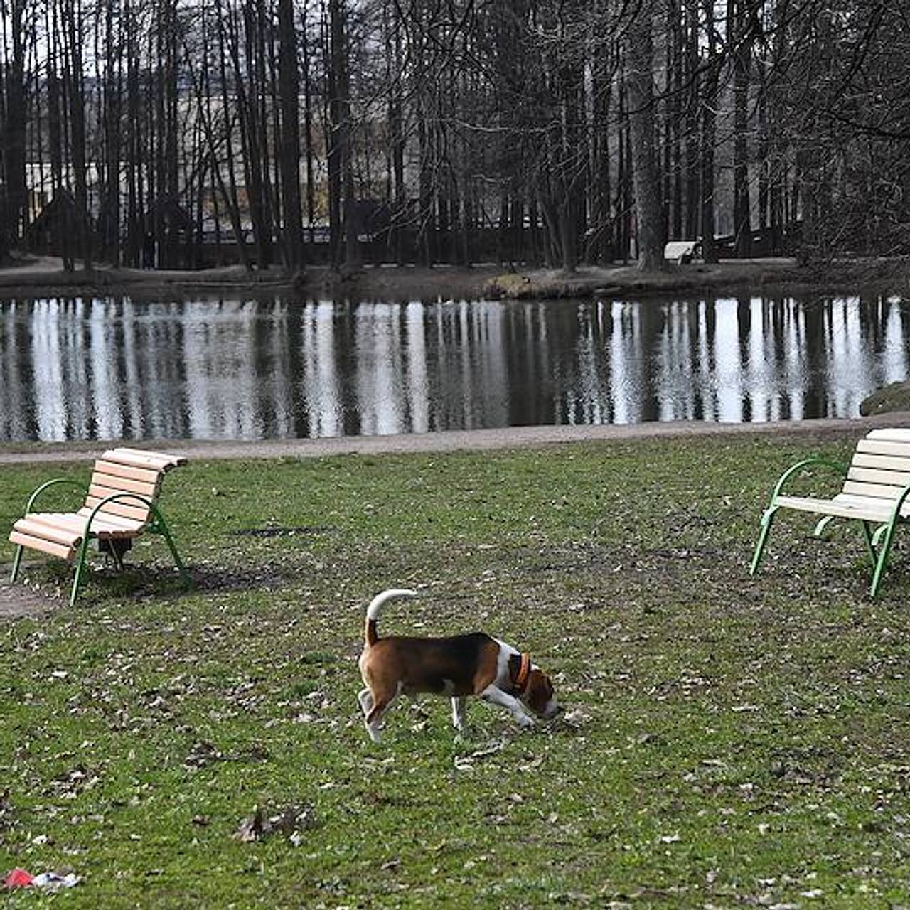 Владельцев питомцев предупредили о рисках прогулок весной