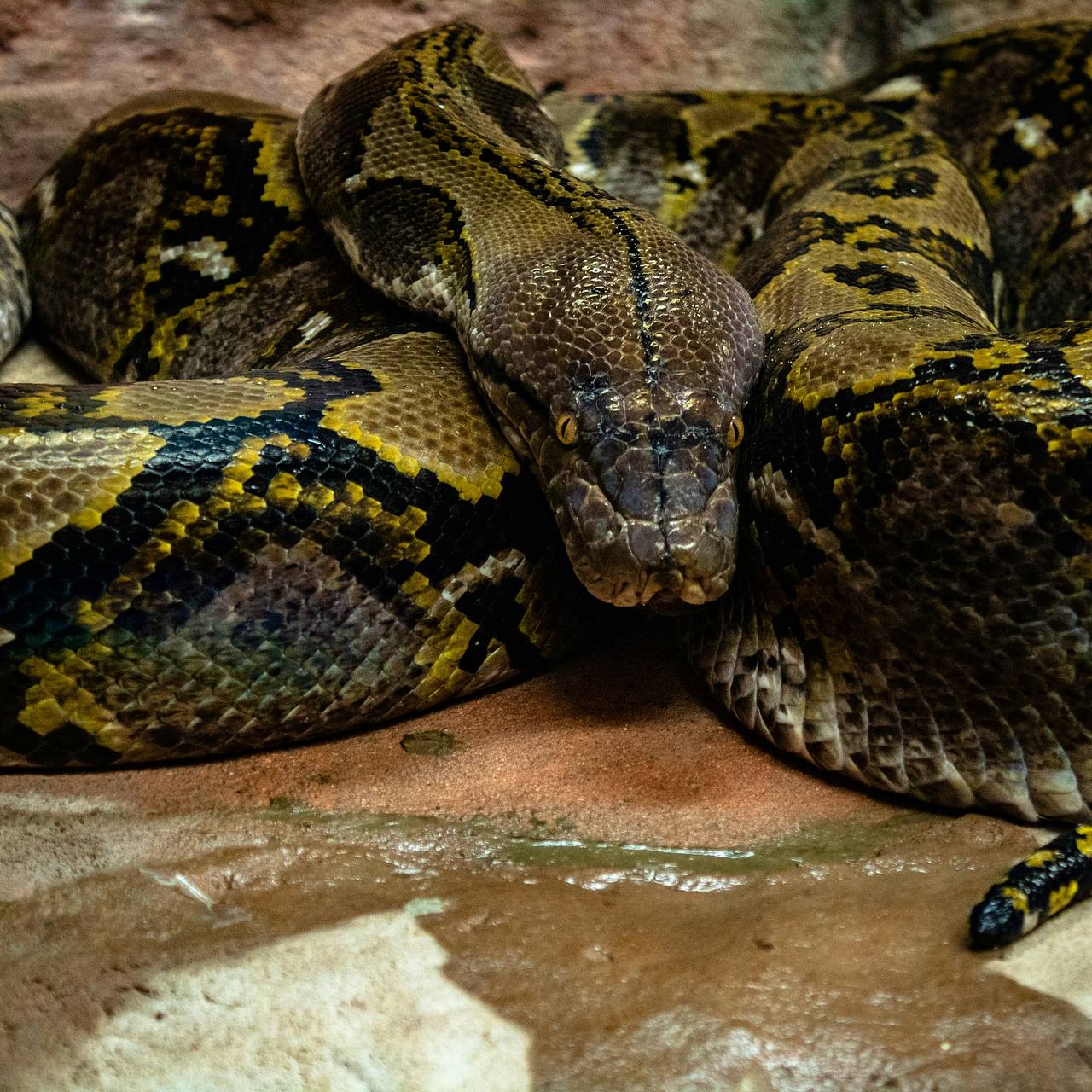 В школьном туалете нашли трехметрового питона