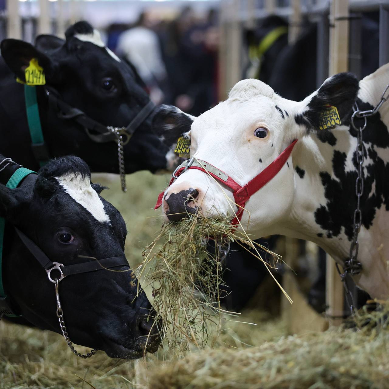 В сибирских регионах уничтожили сотни коров из-за болезни