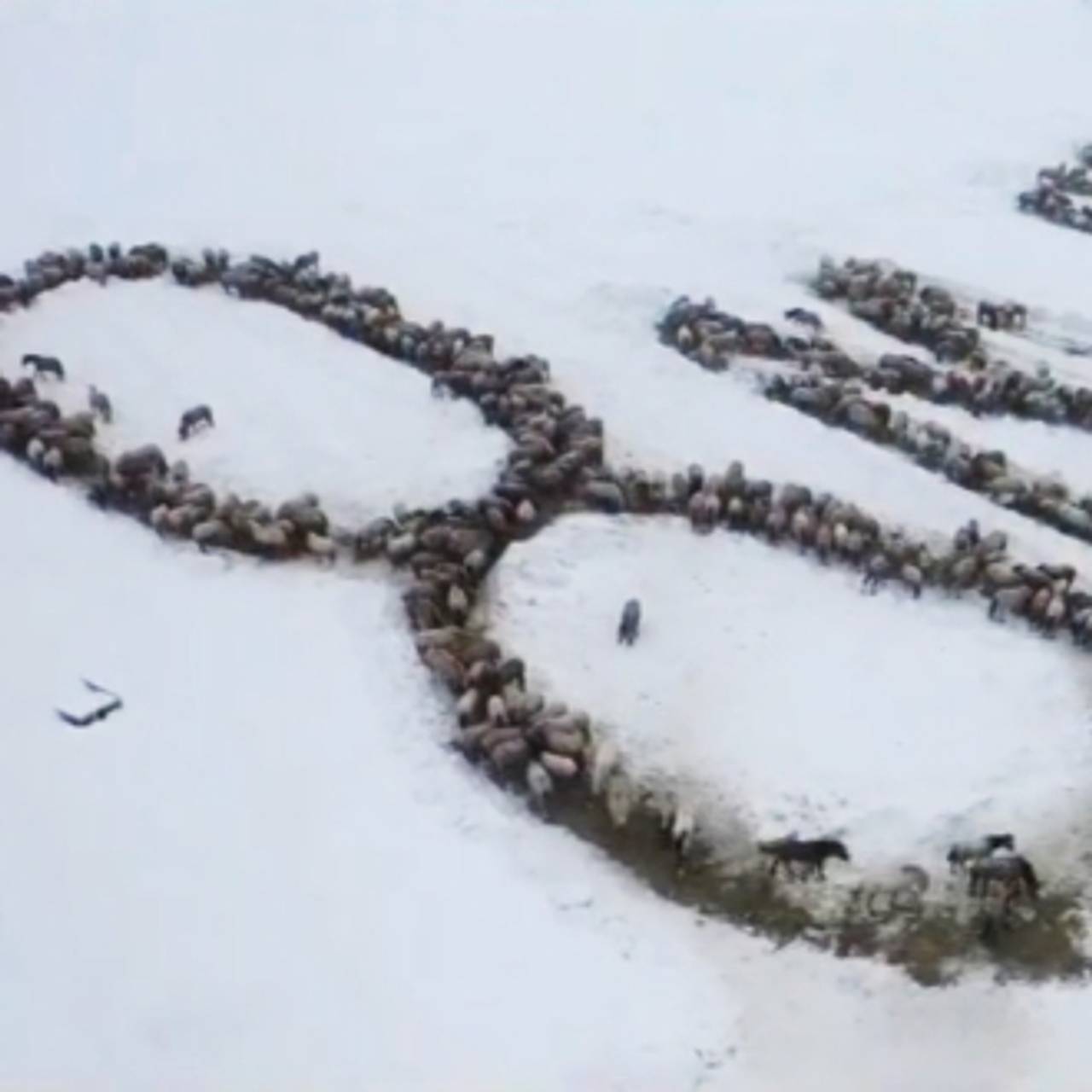 Российский фермер поздравил женщин необычным способом