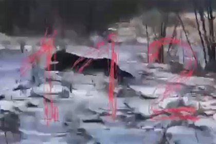 Леопард забрался на чердак в российском регионе и попал на видео