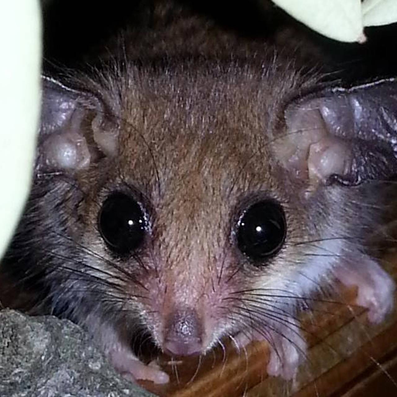 Исчезнувших шесть тысяч лет назад животных нашли живыми в одной стране