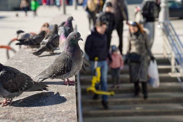 Вводная картинка