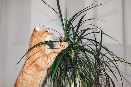 Одну категорию россиян призвали срочно избавиться от домашних растений