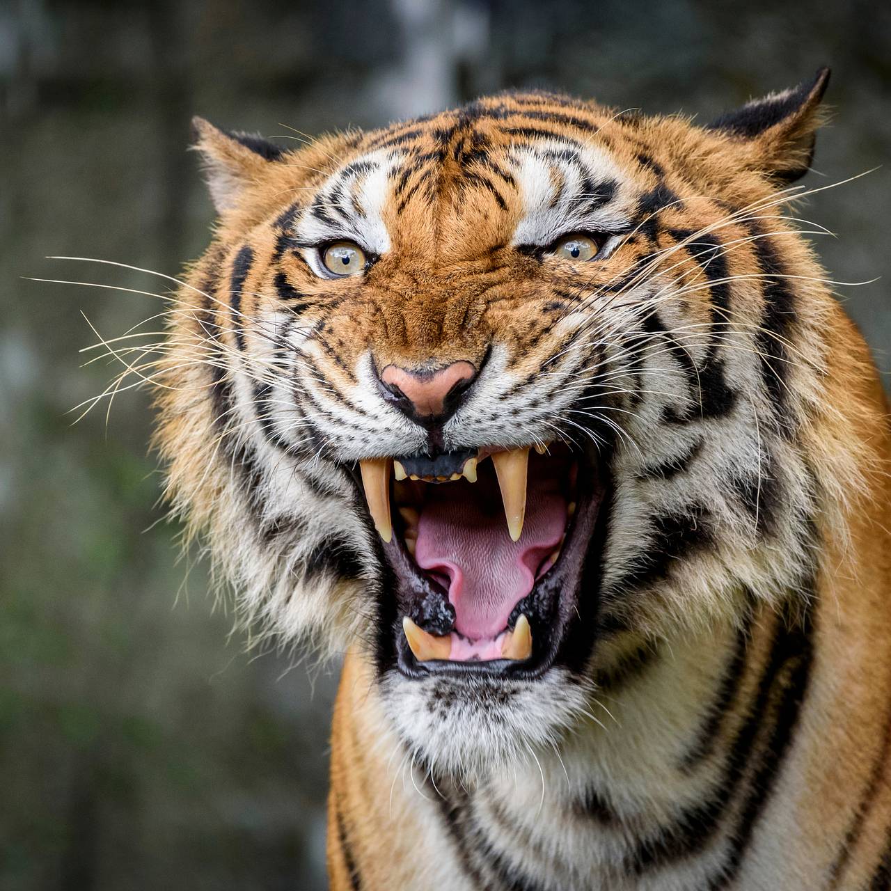 Растерзанного тигром фермера нашли благодаря тюрбану