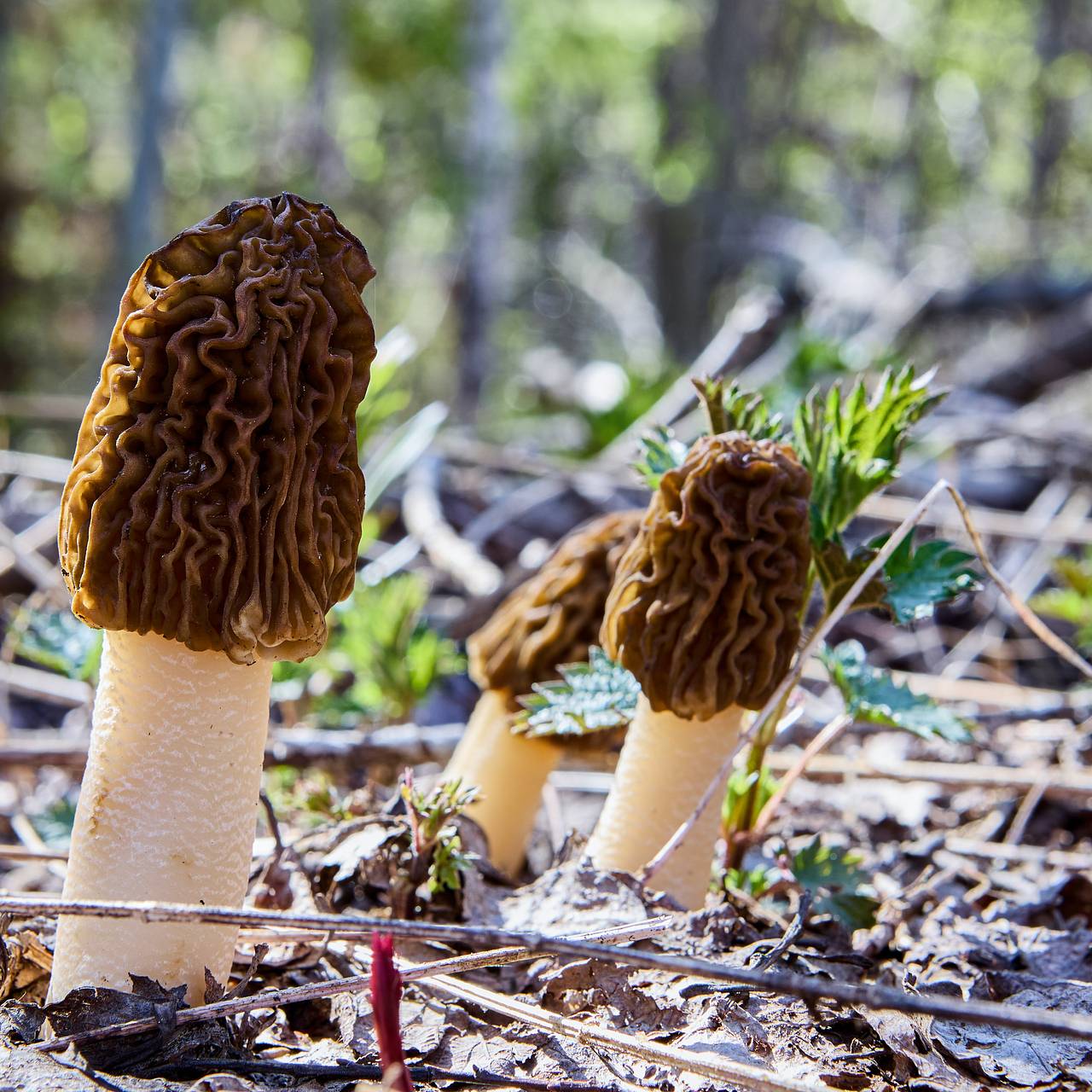 Москвичам пообещали грибной бум
