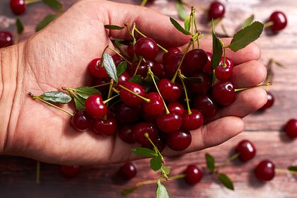 Любитель вишни годами прятался в туалете по неожиданной причине